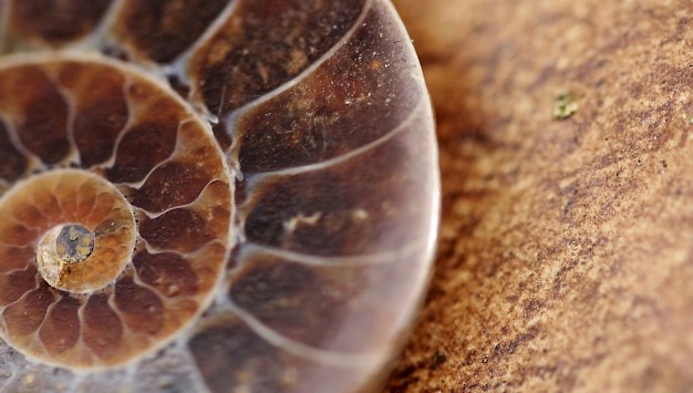 Main image for page: Fossilbildning