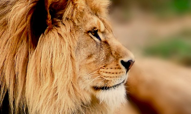 Bildresultat för foton lejon