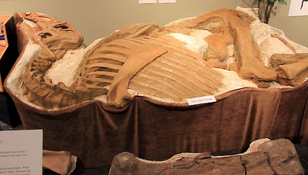 Main image for page: Blodkärl i dinosaurie-fossil bekräftat vara äkta