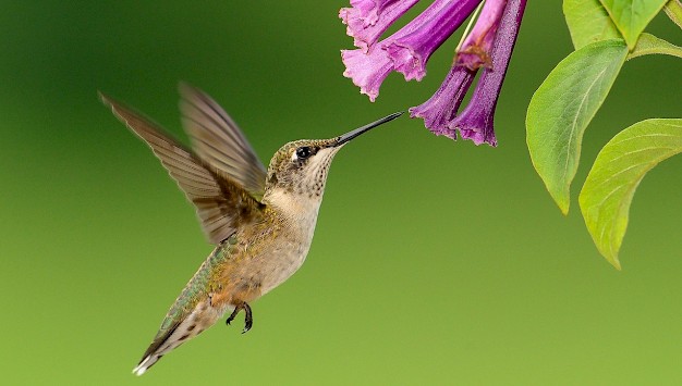 Main image for page: Varför blir inte kolibrin överhettad?