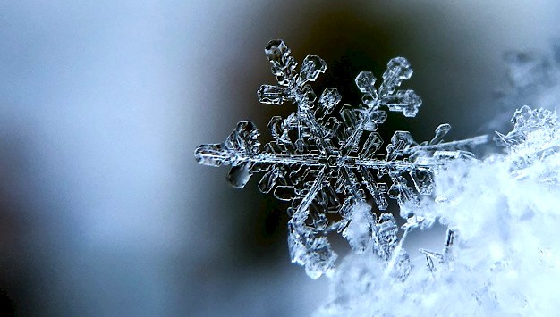 Main image for page: Snö och evolution