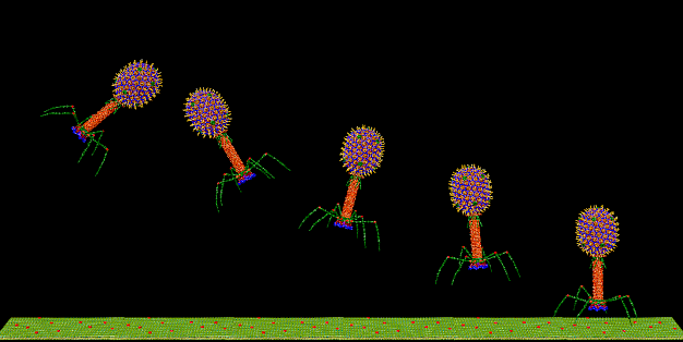 Main image for page: Bakteriofag T4 - klurig "månlandare" som vittnar om skapelse