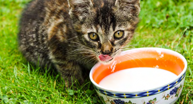 Main image for page: Hur katter dricker mjölk