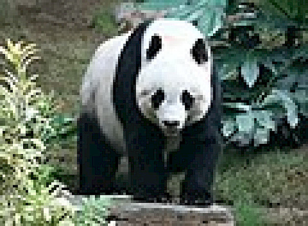 Main image for page: Om pandor och bambu