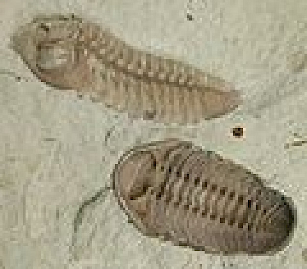 Main image for page: Trilobiterna - hur förklarar man deras massdöd?