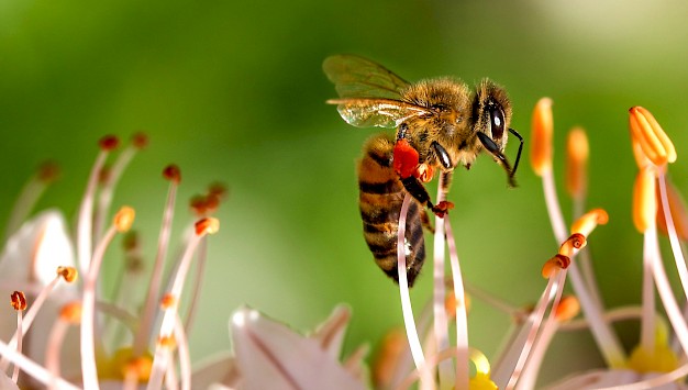 Main image for page: Forntida pollination