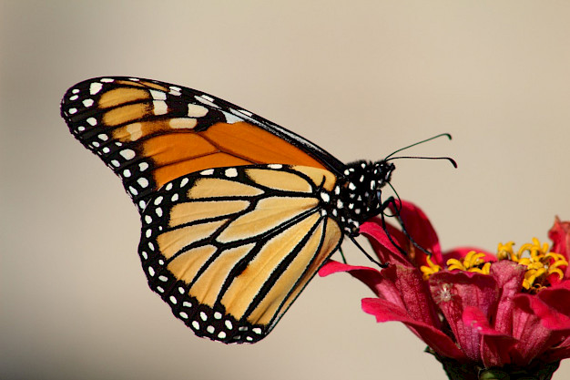 Main image for page: Monarkfjärilar navigerar med hjälp av antennerna