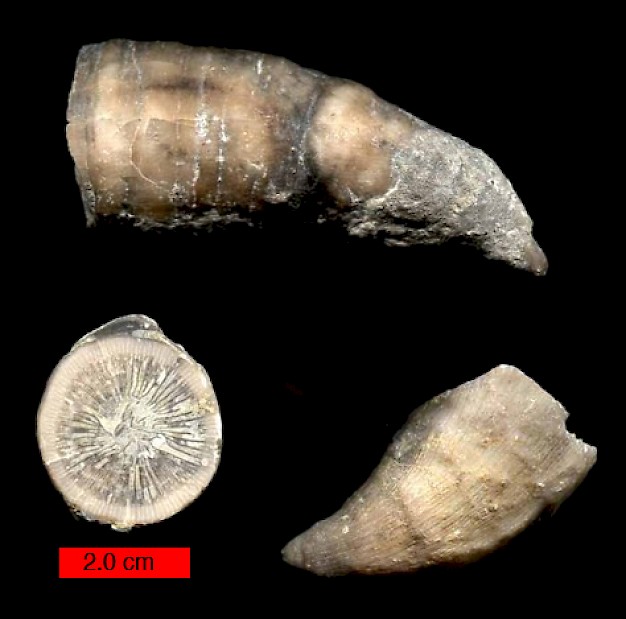exempel på relativ fossil datering