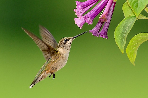Main image for page: Varför blir inte kolibrin överhettad?