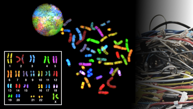 Main image for page: Nyupptäckt molekylär motor kastar ljus över hur våra celler reder ut sina "sladdhärvor" av DNA