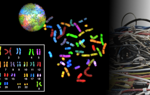 Main image for page: Nyupptäckt molekylär motor kastar ljus över hur våra celler reder ut sina "sladdhärvor" av DNA