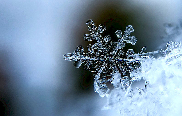 Main image for page: Snö och evolution
