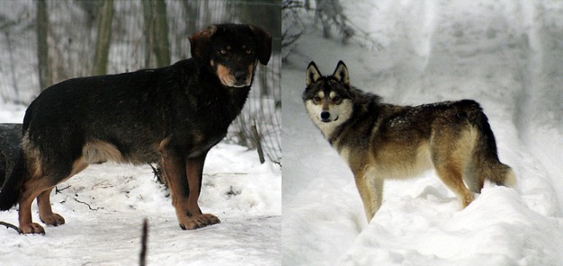 Main image for page: Risk för korsning mellan varg och hund lyfter frågan om hybridisering och artbegrepp