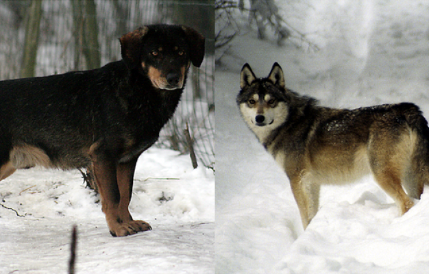 Main image for page: Risk för korsning mellan varg och hund lyfter frågan om hybridisering och artbegrepp
