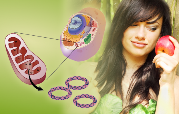 Main image for page: Mitokondriska Eva