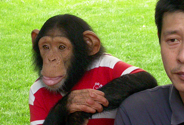 Main image for page: Likhet mellan människa och schimpans kraftigt överdriven visar ny forskning