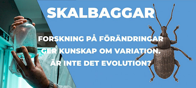 Main image for page: Skalbaggsforskning