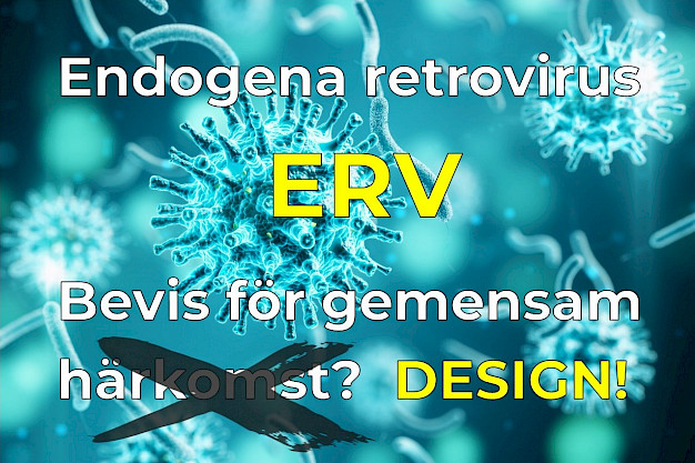 Main image for page: ERV